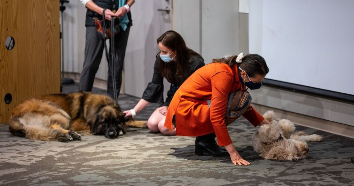 From left: PA Ashley Drapeau, Behavioral Services physician assistant, and Dr. Viktoriya Karakcheyeva, Behavioral Services director, welcome therapy dogs to GW to help surgical residents cope with stress. R&W Center's Ashley Drapeau, PA, and Viktoriya Karakcheyeva, MD