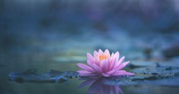 Lotus flower floating in water
